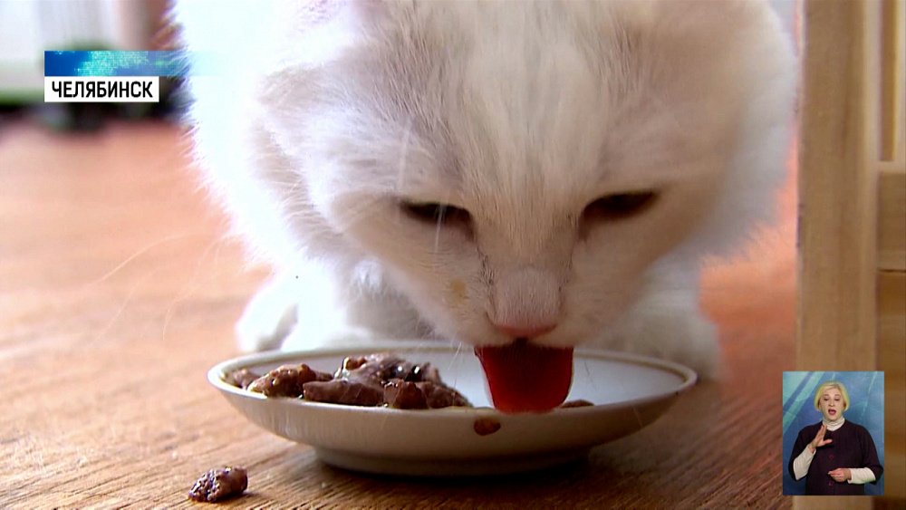 Владельцев животных волнует исчезновение корма