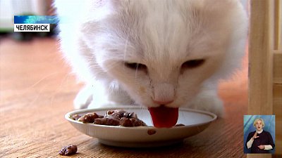 Владельцев животных волнует исчезновение корма