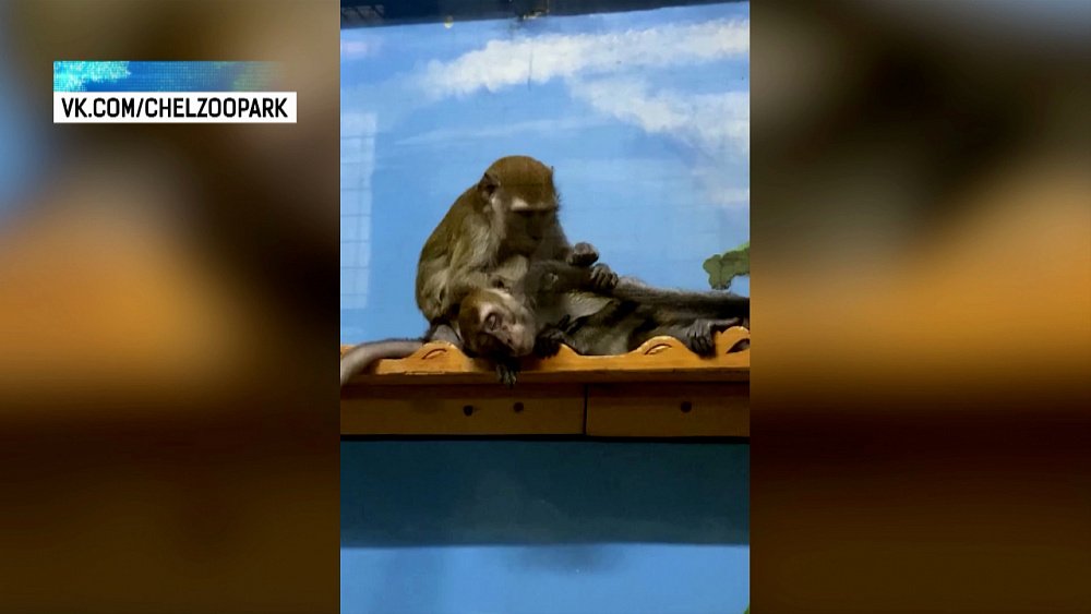 Макаки Саня и Соня заботятся друг о друге