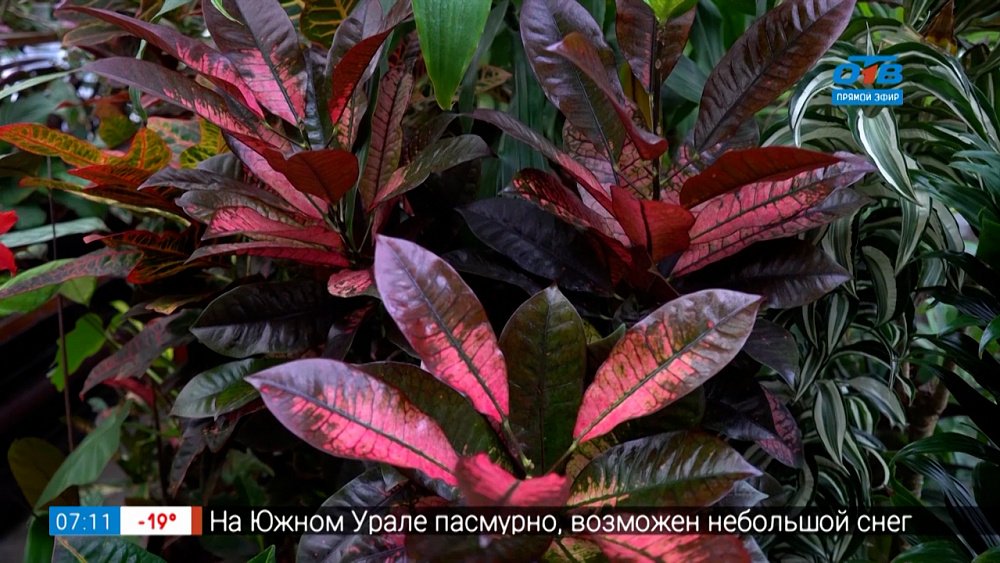 Уход за листьями цветов в рубрике «Руки садовода»