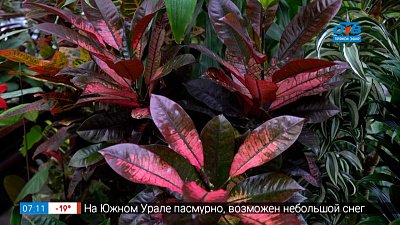 Уход за листьями цветов в рубрике «Руки садовода»