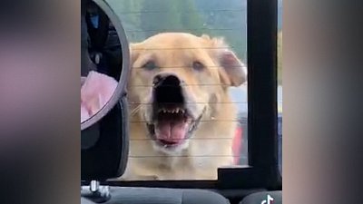 Мех и смех: пародия на мультфильм, увлекательная поездка и задумчивый пес