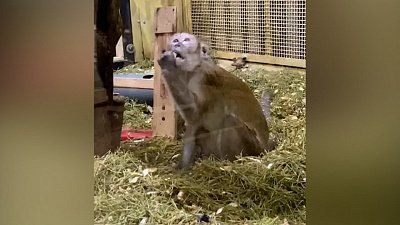 Видеоурок по уборке от макаки из Челябинского зоопарка