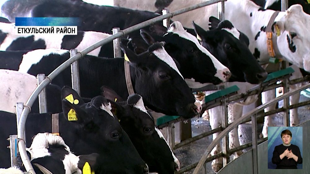 В регионе коров доят новым способом