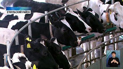 В регионе коров доят новым способом