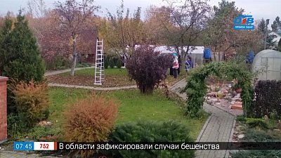 Как правильно обрезать деревья в сюжете «Советы Татьяны Сунгуровой»