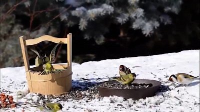 Видео весеннего птичьего обеда в Челябинской области