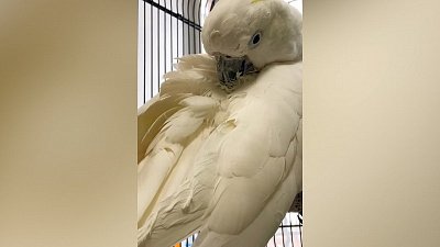 Видео умывания попугая Жоры из Челябинского зоопарка