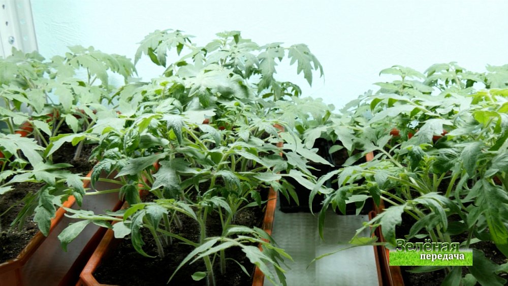 Зеленая передача 17.03.2022