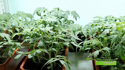 Зеленая передача 17.03.2022