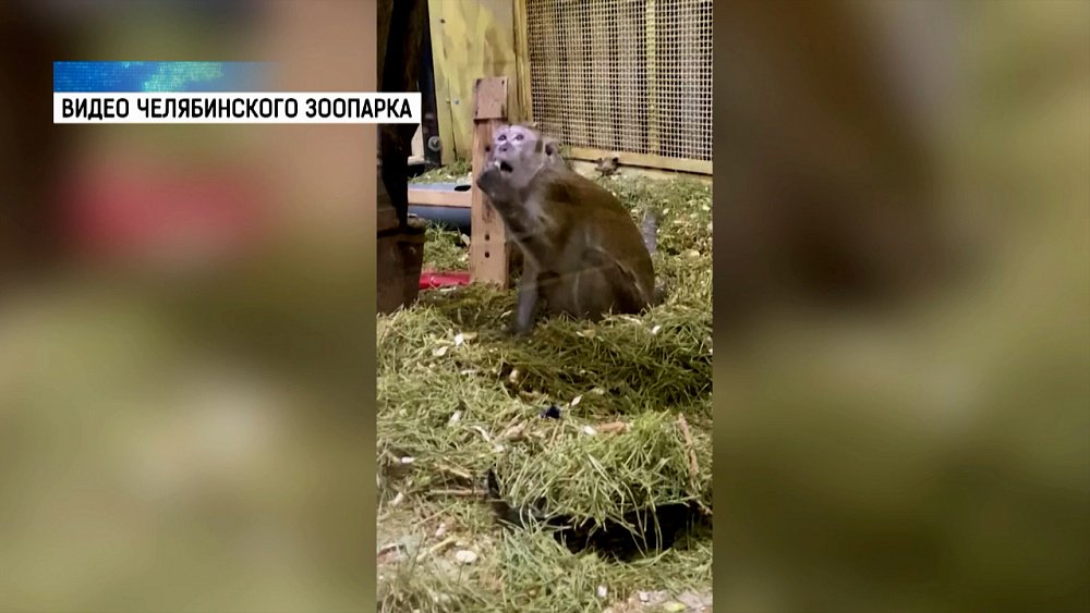 Макака в зоопарке устроила генеральную уборку