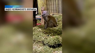 Макака в зоопарке устроила генеральную уборку