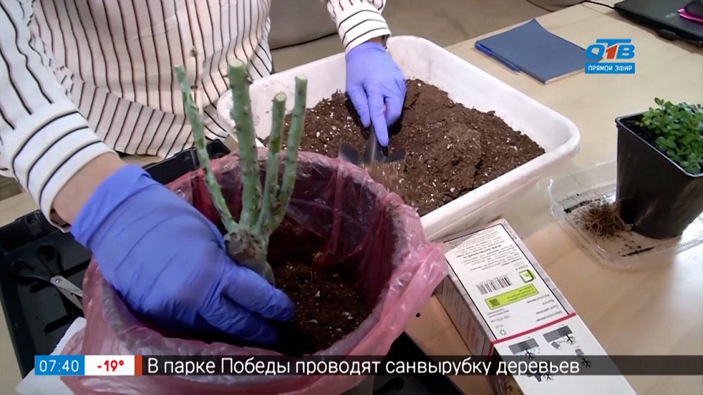 Учимся сохранять саженцы до посадки в рубрике «Руки садовода»