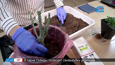Учимся сохранять саженцы до посадки в рубрике «Руки садовода»