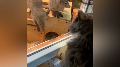 Работающий кот-смотритель Челябинского зоопарка попал на видео