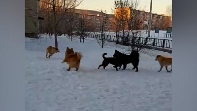 В Сатке местные жители жалуются на стаи бродячих собак