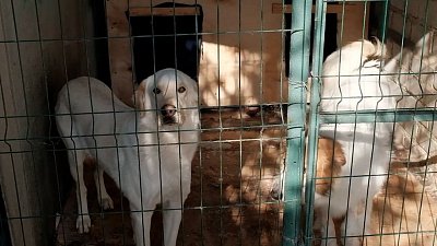 Первый приют для бездомных животных в Челябинске отмечает юбилей