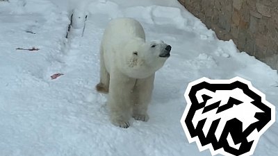Белый медведь из Челябинского зоопарка поддержал ХК «Трактор» песней