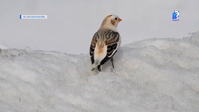 В Миассе замечены «арктические гости»