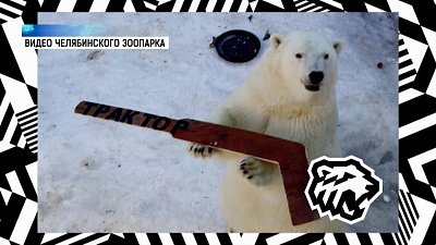 Белый медведь поддерживает ХК «Трактор»