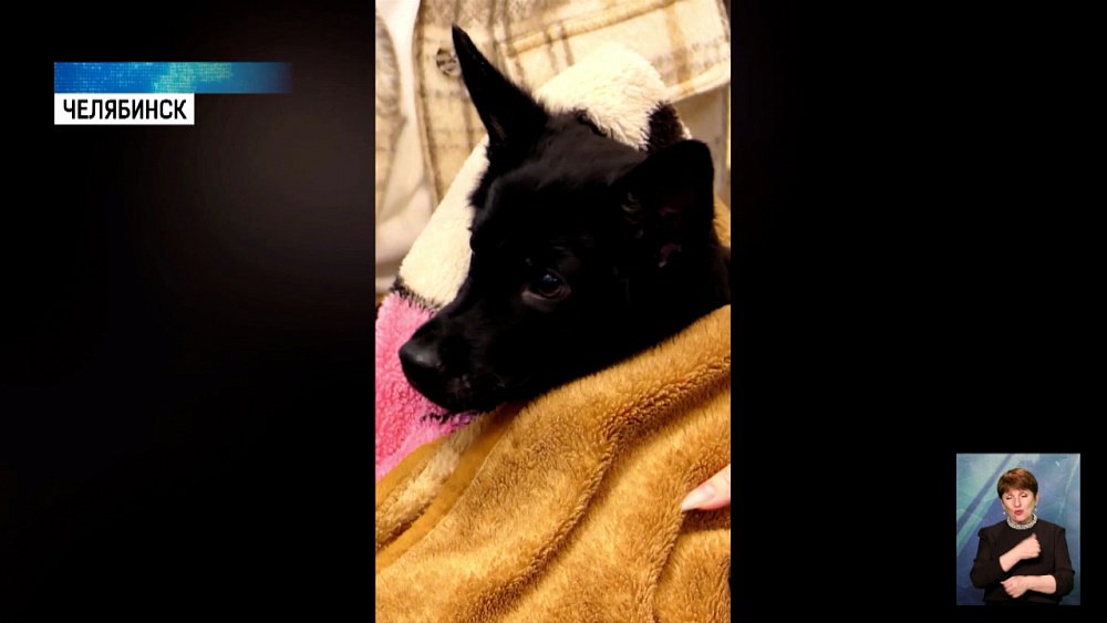 Щенок-инвалид нашел семью