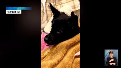 Щенок-инвалид нашел семью