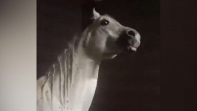 Мех и смех: обезьяна в маске, довольная лошадь и страшный сон