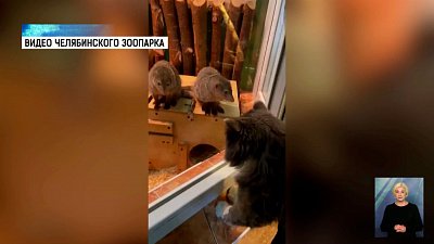 В Зоопарке работает кот-карьерист