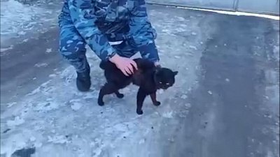 В Казани поймали кота-наркокурьера возле исправительной колонии
