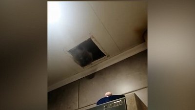 В Миассе кот вылез из вентиляционного отверстия в чужую квартиру