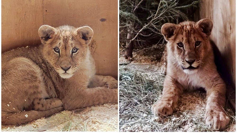 В зоопарке Челябинска поселился пятимесячный африканский львенок