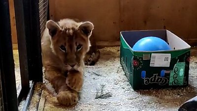 В Челябинский зоопарк прибыл львенок из Барнаула