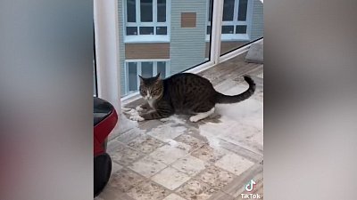 Мех и смех: собачья усталость, шокирующий снег и кричащий кот