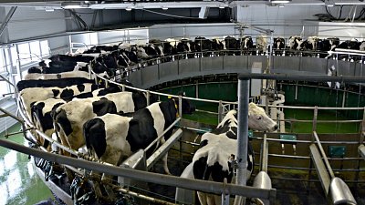 Современный молочный комплекс открылся в Еткульском районе