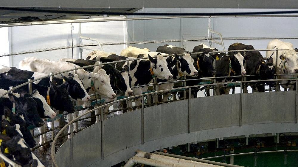 Массаж и карусели для коров: в Еткульском районе открыли современный молочный комплекс