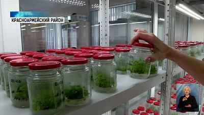 В регионе вывели новые сорта малины и смородины