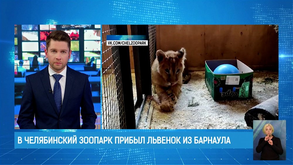 В Челябинский зоопарк прибыл львенок из Барнаула