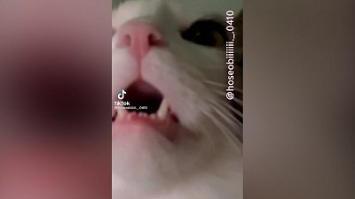 Мех и смех: говорящий кот, танцующий пес и экстренное выключение