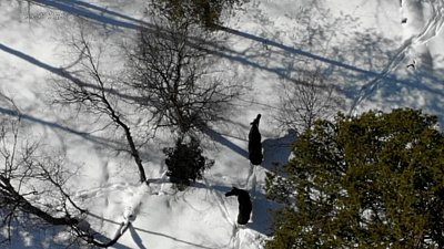 В нацпарке «Зигальга» с высоты сняли гуляющих оленей