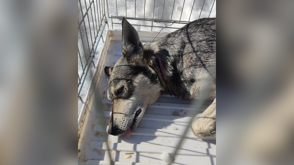 В Челябинске неизвестные посадили бездомную собаку на проволоку