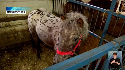 Лошадей и скот прививают от сибирской язвы