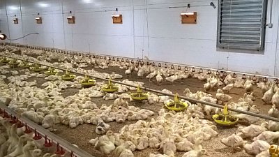 В Челябинской области имущество «Утиных ферм» продают за 726 млн рублей