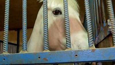 В Магнитогорске идет лошадиная прививочная кампания против сибирской язвы