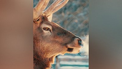 Благородные олени стали героями видео в Челябинском зоопарке