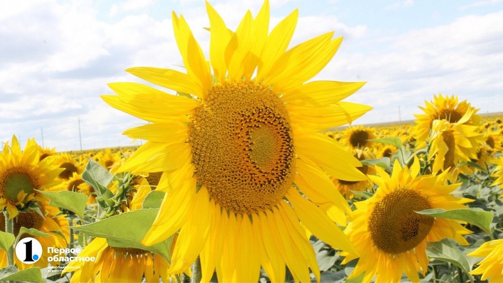 В Челябинской области будут выращивать подсолнечник из местных семян