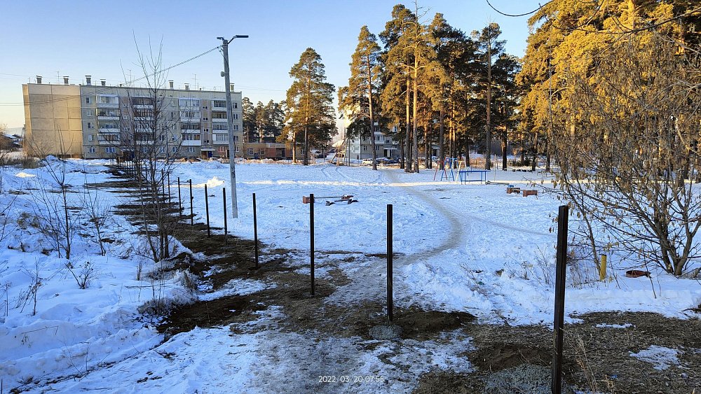 Жители Миасса выступили против вырубки сосен под строительство многоэтажки