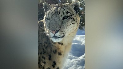 Снежный барс стал героем видео от сотрудников зоопарка