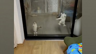 Мех и смех: гениальное изобретение, синхронные прыжки и неуклюжесть 80 уровня