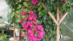 Бананы в снегах: как на юге Челябинской области пенсионеры выращивают экзотические фрукты