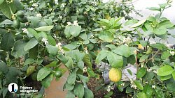 Бананы в снегах: как на юге Челябинской области пенсионеры выращивают экзотические фрукты